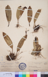 Specimen thumbnail